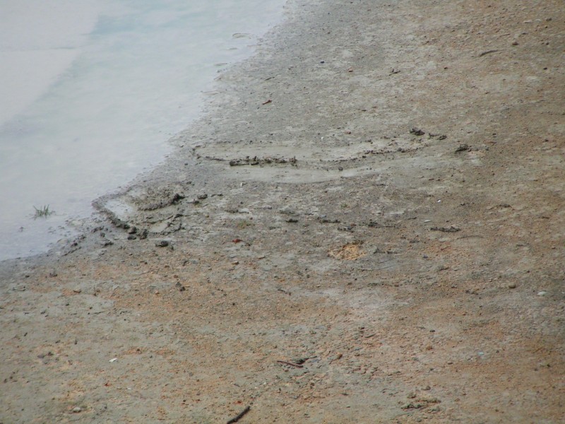 <b>Day 2 - Tracks of a tracker</b><br />These are the marks left by (? I think it was Chiel ?) who nearly slipped in the mud on Saturday morning. The caption is a suggestion by Annie; Haemoglobin should have this picture too.