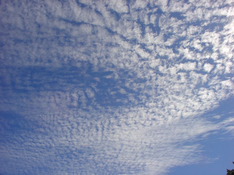 i can see a rabbit on the upper right