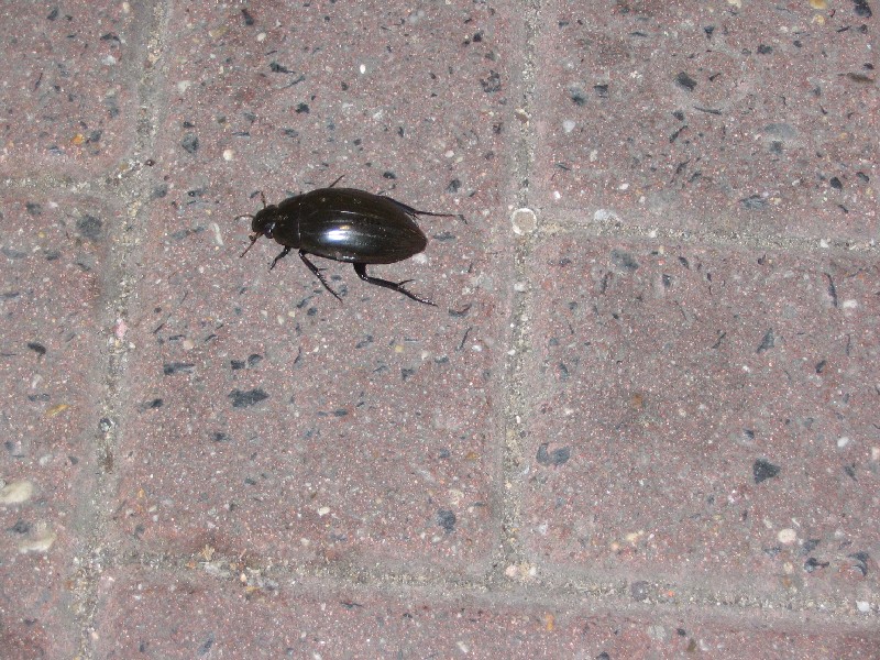 large bug (about 7 cm in length) on the parkingplace / grosses K�fer (ungef�hr 7 cm im L�nge) am Parkplatz