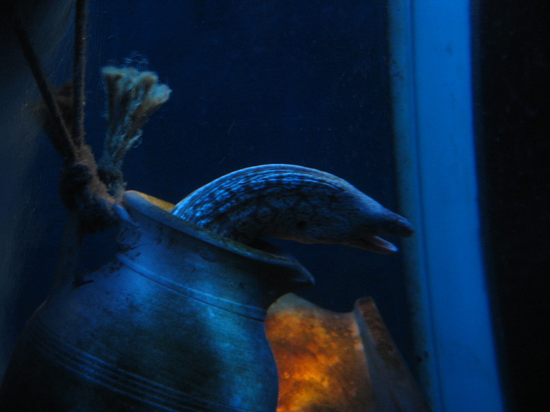 A resident of SeaLife