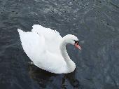 white swan