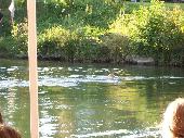dog swimming