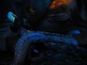Another resident of SeaLife