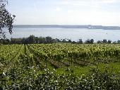 Vineyards on the banks of the Bodensee.