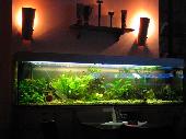 There was some ambience in this bar! Although this fish tank contains a very ugly albino-frog