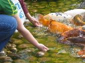 Bootje was trying to get the fish to eat out of her hand but got almost wet pants instead;