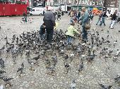 More pigeons