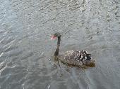 Black swan