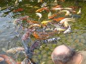in the Japanese garden. The head of craco and a lot of fish.