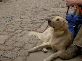 Mr. Hund