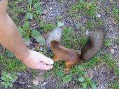 very hungry and tame squirrels they have on the Seurasaari island