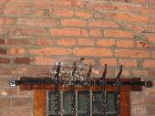 Pigeon (in dutch: 