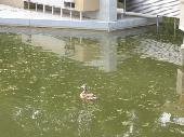 If everything was built to scale, this must be a monster size duck