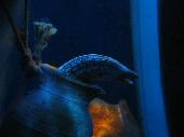 A resident of SeaLife