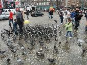 Some pigeons